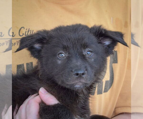 Medium Photo #2 Australian Shepherd-Unknown Mix Puppy For Sale in Huntley, IL, USA