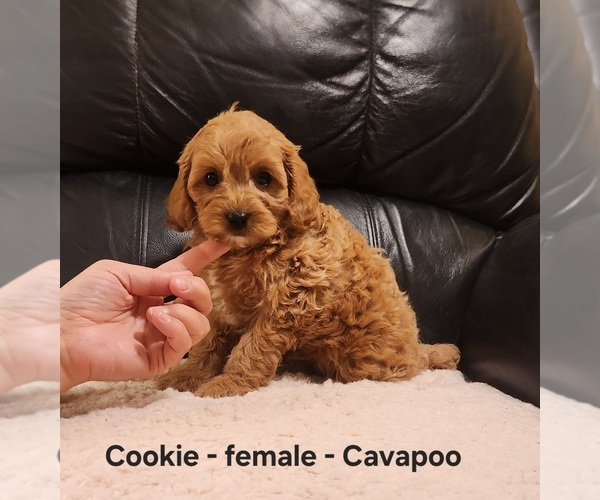 Medium Photo #1 Cavapoo (Miniature) Puppy For Sale in CLARKRANGE, TN, USA