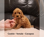 Image preview for Ad Listing. Nickname: Cookie
