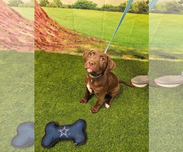 Medium Photo #3 Chocolate Labrador retriever-Unknown Mix Puppy For Sale in Euless, TX, USA