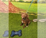 Small #2 Chocolate Labrador retriever Mix