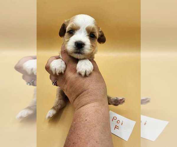 Medium Photo #4 Tibetan Terrier Puppy For Sale in DORENA, OR, USA