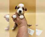 Small Photo #4 Tibetan Terrier Puppy For Sale in DORENA, OR, USA