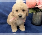 Small #25 Poodle (Toy)