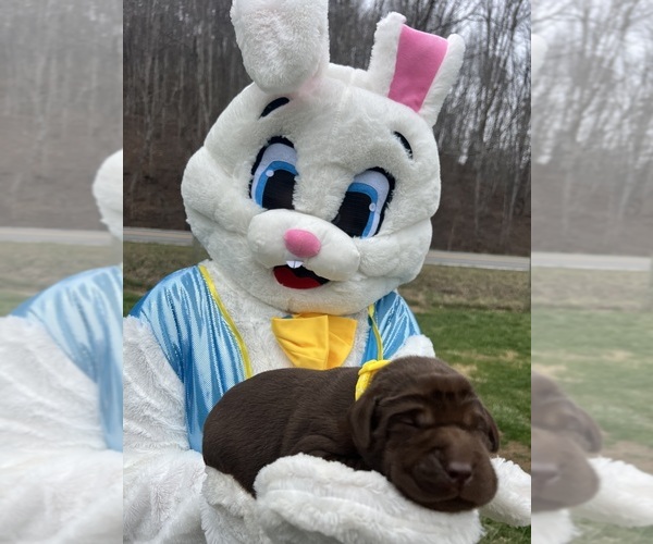Medium Photo #3 Labrador Retriever Puppy For Sale in NEOLA, WV, USA