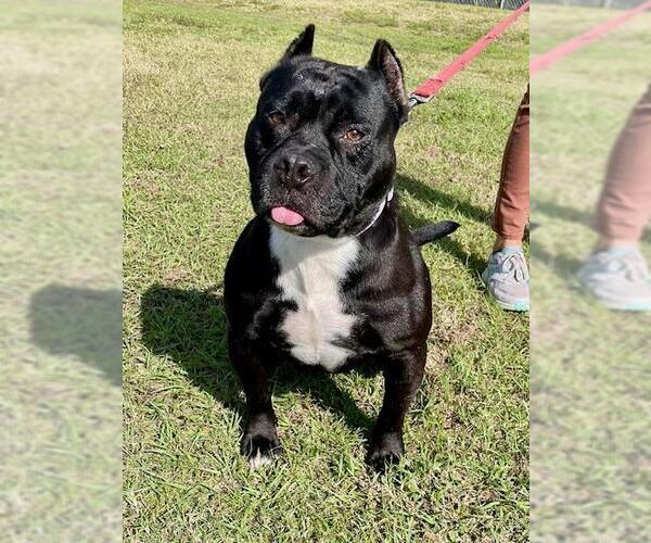 Medium Photo #1 American Staffordshire Terrier-Unknown Mix Puppy For Sale in Naples, FL, USA