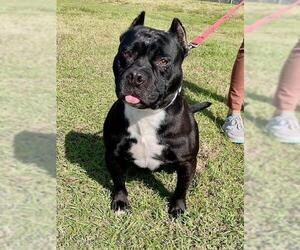 American Staffordshire Terrier-Unknown Mix Dogs for adoption in Naples, FL, USA
