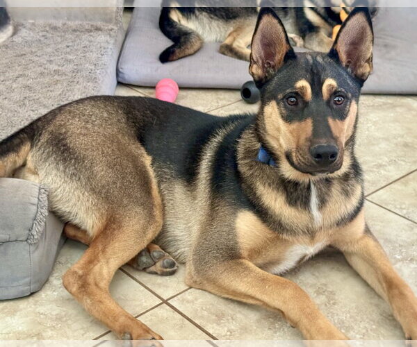 Medium Photo #5 Gerberian Shepsky Puppy For Sale in Corona, CA, USA