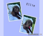 Puppy Ellie Goldendoodle