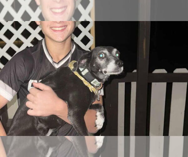 Medium Photo #4 Jack-A-Bee Puppy For Sale in Princeton, MN, USA