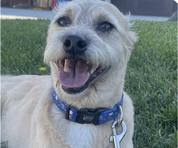 Medium Photo #1 Mutt Puppy For Sale in San Ramon, CA, USA