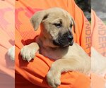Small Photo #4 American Bulldog-Labrador Retriever Mix Puppy For Sale in Prattville, AL, USA