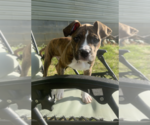 Small #2 Mutt
