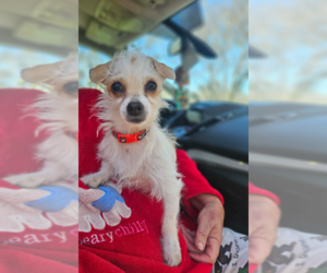 Chihuahua-Unknown Mix Dogs for adoption in Cranston, RI, USA