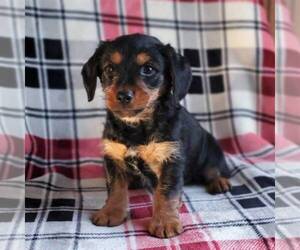 Dorkie Puppy for sale in ROBESONIA, PA, USA
