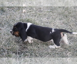 Small #6 Basset Hound