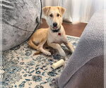 Small Photo #6 Collie-Labrador Retriever Mix Puppy For Sale in Grafton, WI, USA