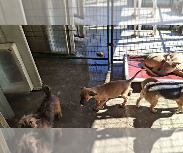 Medium Photo #5 Mutt Puppy For Sale in Sebec, ME, USA