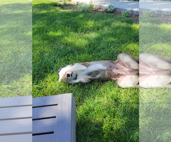 Medium Photo #2 Catahoula Leopard Dog-Unknown Mix Puppy For Sale in Lindsay, CA, USA