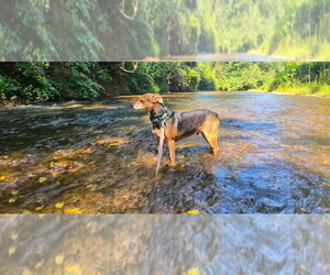 Barlow - Male Mutt Dog for Adoption - Photo #10