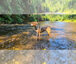 Small Photo #10 Mutt Puppy For Sale in Candler, NC, USA