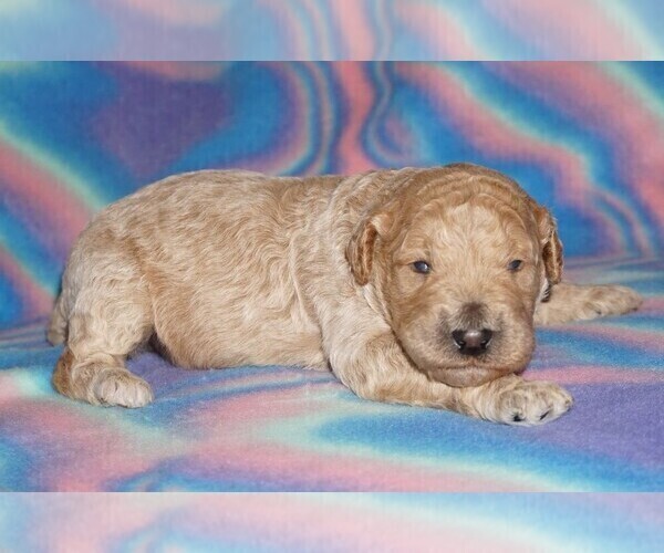 Medium Photo #3 Miniature Labradoodle Puppy For Sale in LA HABRA, CA, USA