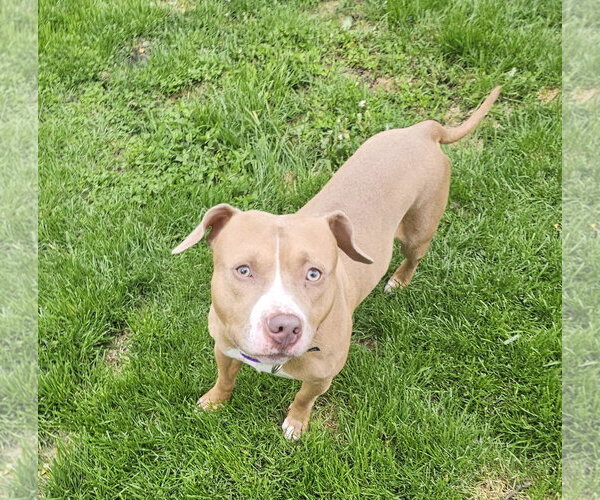 Medium Photo #3 Mutt Puppy For Sale in Crete, IL, USA