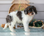 Small Photo #7 Poodle (Miniature) Puppy For Sale in WOLCOTTVILLE, IN, USA