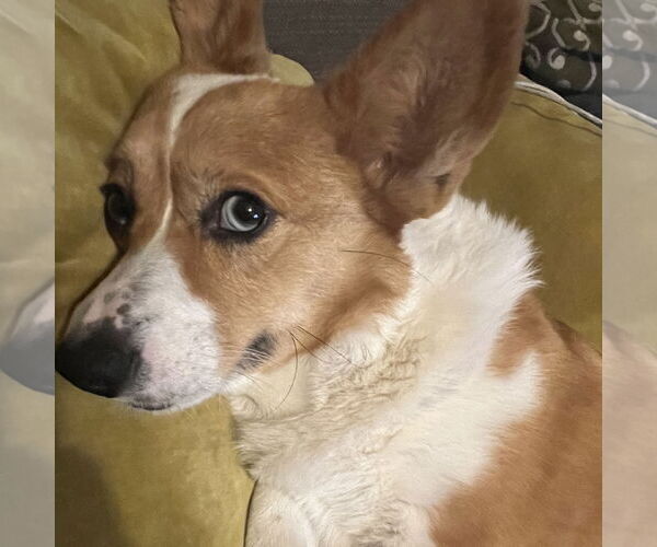 Medium Photo #5 Pembroke Welsh Corgi Puppy For Sale in San Jose, CA, USA