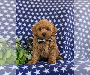 Cavapoo Puppy for Sale in NEW PROVIDENCE, Pennsylvania USA