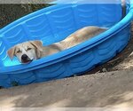 Small Photo #9 Huskies -Labrador Retriever Mix Puppy For Sale in HOUSTON, TX, USA