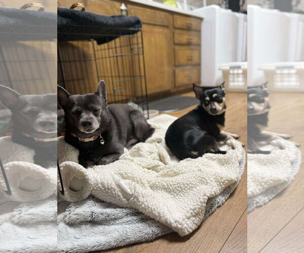 Medium Photo #3 Chihuahua-Unknown Mix Puppy For Sale in Middlesex, NC, USA