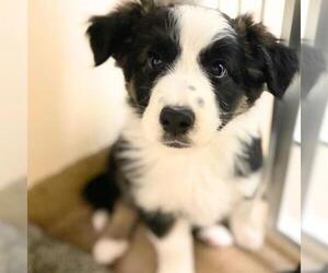 Australian Shepherd-Unknown Mix Dogs for adoption in Aurora, CO, USA