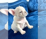 Small Photo #37 French Bulldog Puppy For Sale in BIRMINGHAM, AL, USA