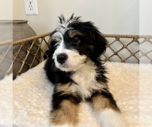 Medium Australian Mountain Dog