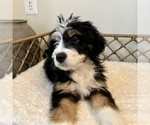 Puppy Boq Australian Mountain Dog
