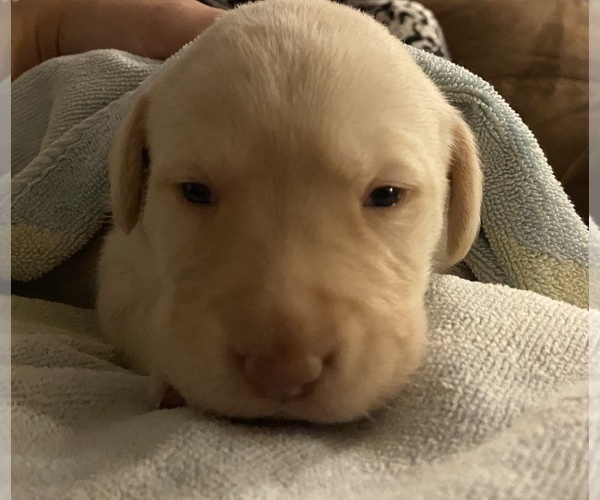 Medium Photo #1 Labrador Retriever Puppy For Sale in CULLMAN, AL, USA