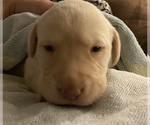 Small Photo #1 Labrador Retriever Puppy For Sale in CULLMAN, AL, USA