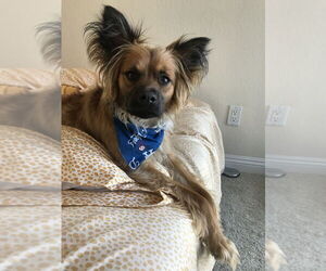 German Shepherd Dog-Papillon Mix Dogs for adoption in Dana Point, CA, USA