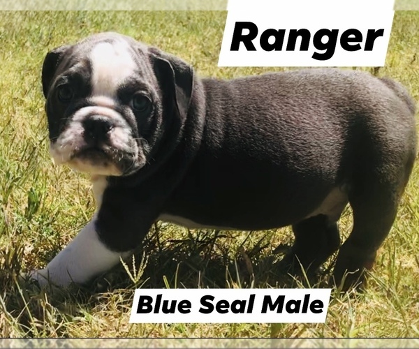 Medium Photo #1 English Bulldog Puppy For Sale in ERIN SPRINGS, OK, USA