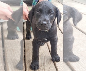 Airedale Terrier-Mastador Mix Puppy for Sale in HUNTINGTON, Indiana USA