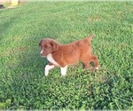Puppy Leeli Aussiedoodle-Australian Shepherd Mix