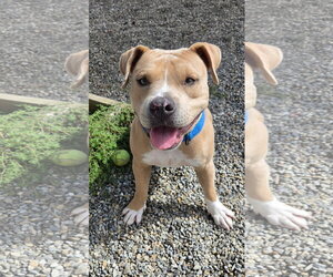 American Bulldog-Unknown Mix Dogs for adoption in Rockaway, NJ, USA