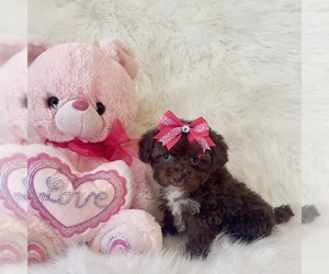Poodle (Toy) Puppy for sale in REDLANDS, CA, USA