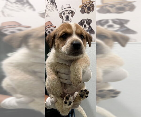 Medium Photo #1 German Shepherd Dog-Unknown Mix Puppy For Sale in Riverside, CA, USA