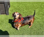Small #3 Dachshund
