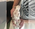 Small Photo #25 Labrador Retriever Puppy For Sale in ESCONDIDO, CA, USA