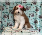 Small #4 Aussiedoodle