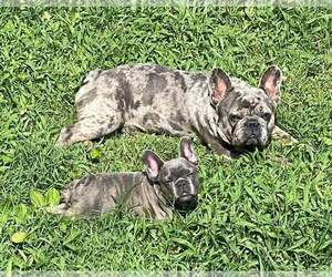 Father of the French Bulldog puppies born on 11/04/2023