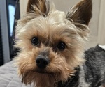 Small Photo #1 Yorkshire Terrier Puppy For Sale in NILES, MI, USA